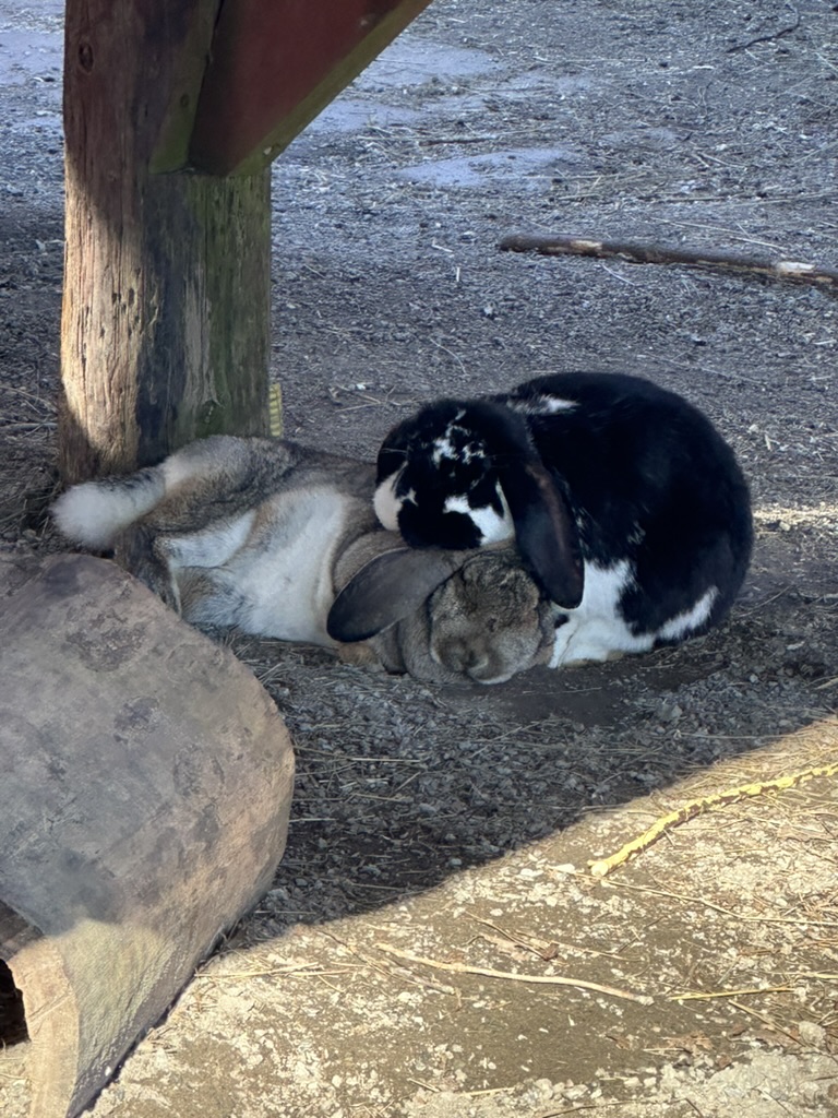Bunny