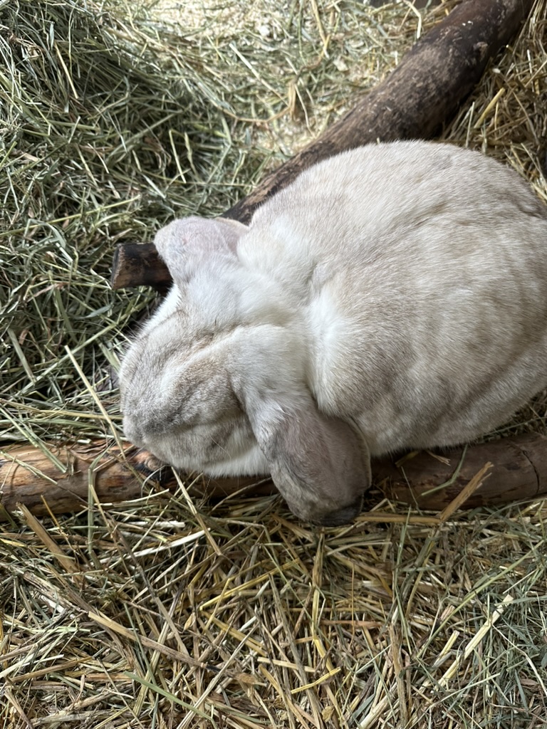 Bunny