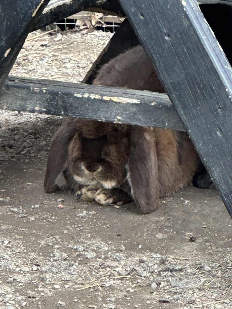 Bunny