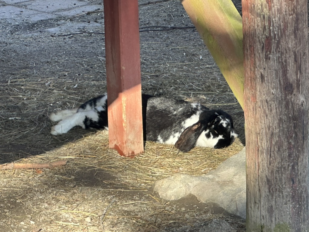 Bunny