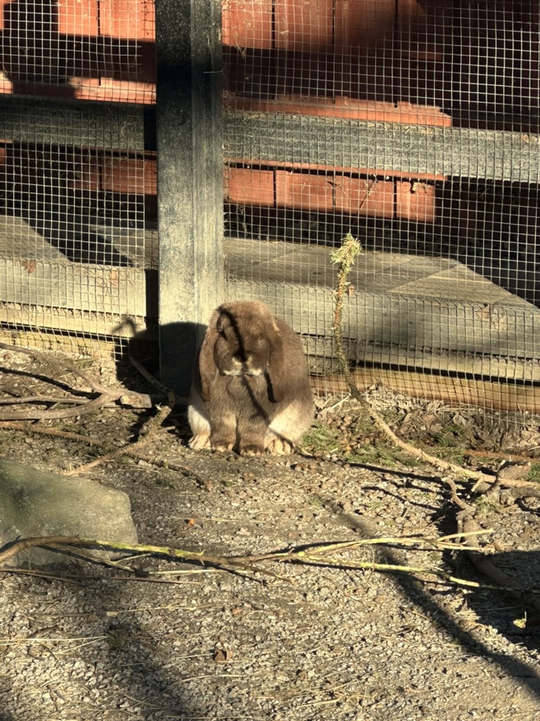 Bunny