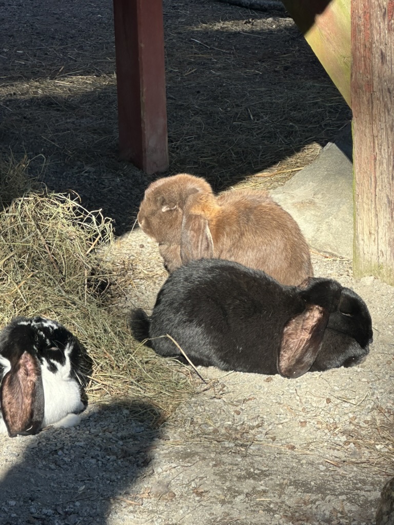 Bunny