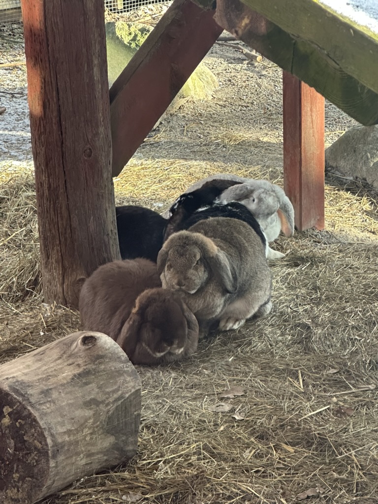 Bunny