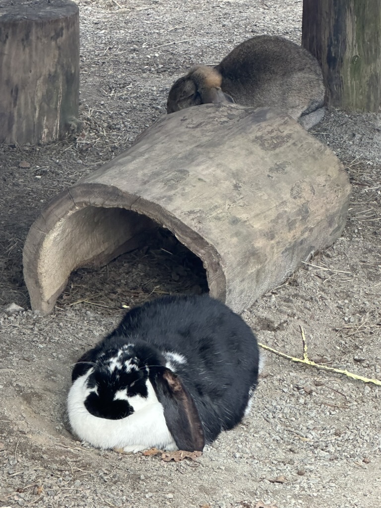 Bunny